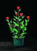 Куст красной Розы с зелёными листьями в горшке IMD-008